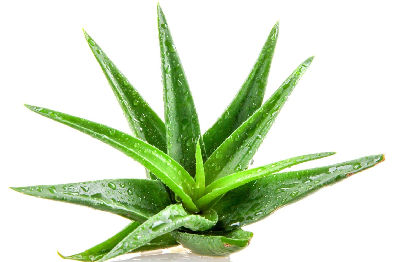 dracaena marginata indoor Shop 'Dracaena marginata kiwi' Care & Growing Guide